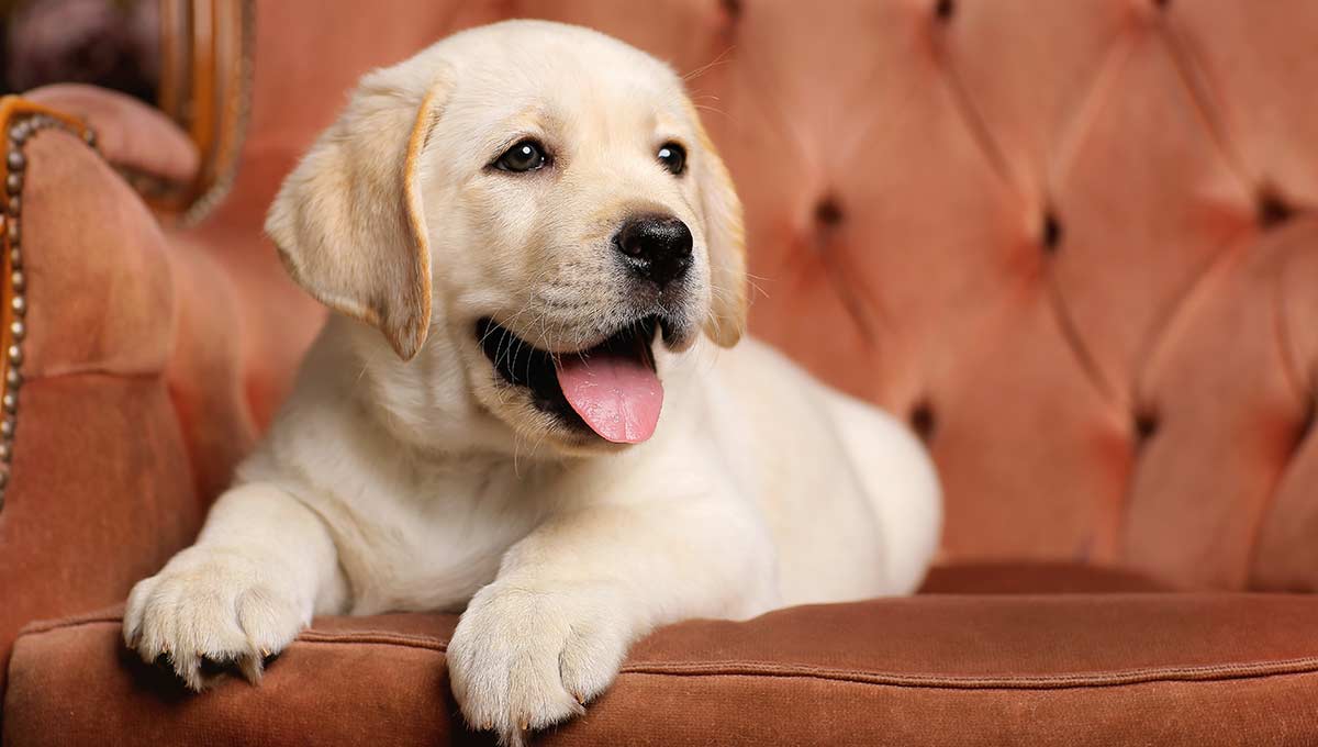 9 Week Old Lab Puppy Novocom Top