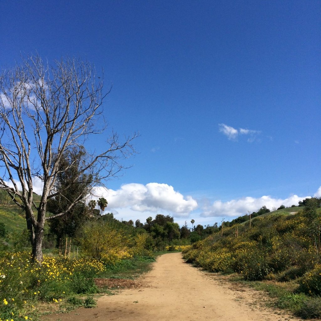 Hiking in LA Ascot Hills The LA Girl