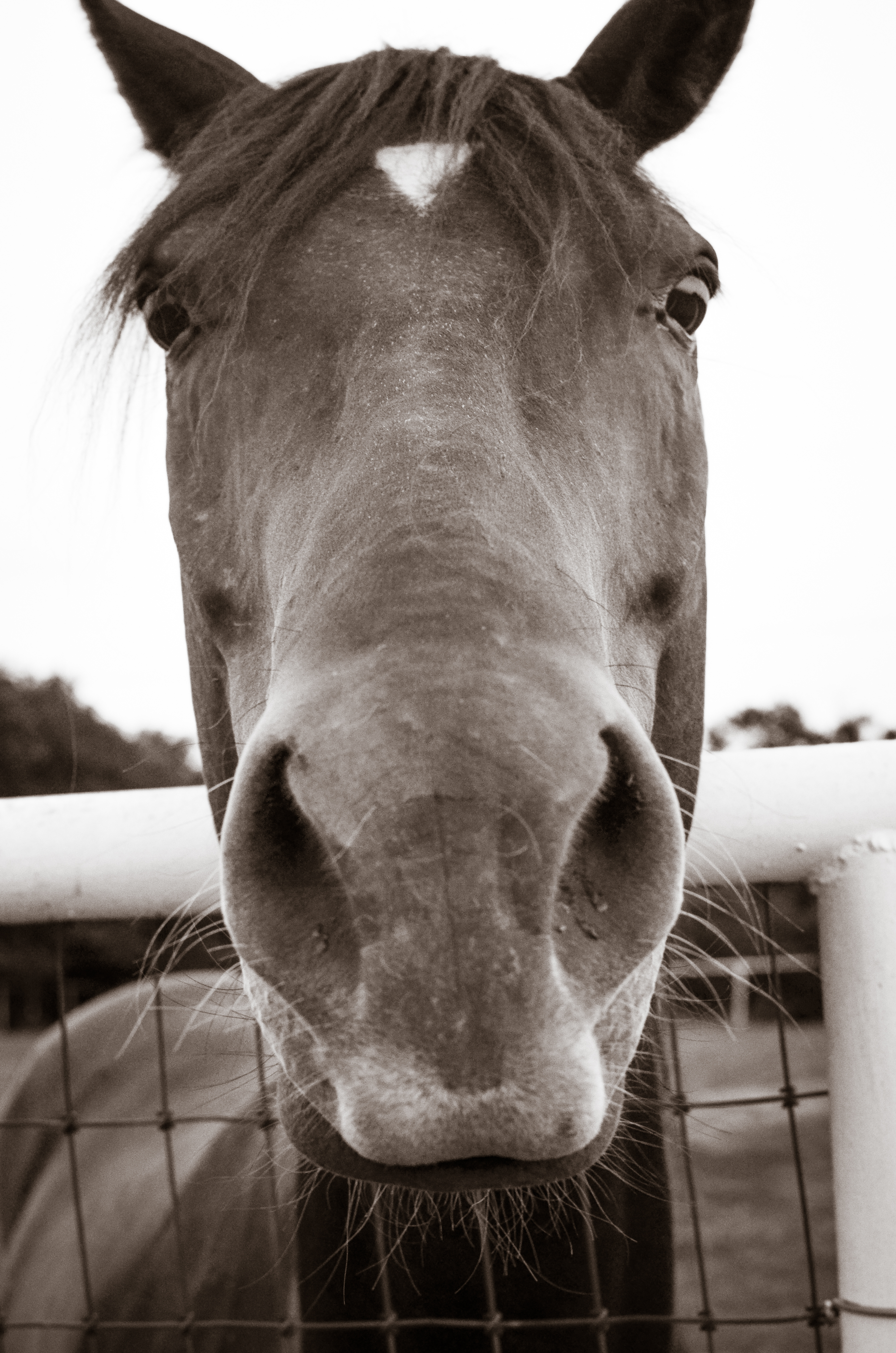 Horse Face michael lamb