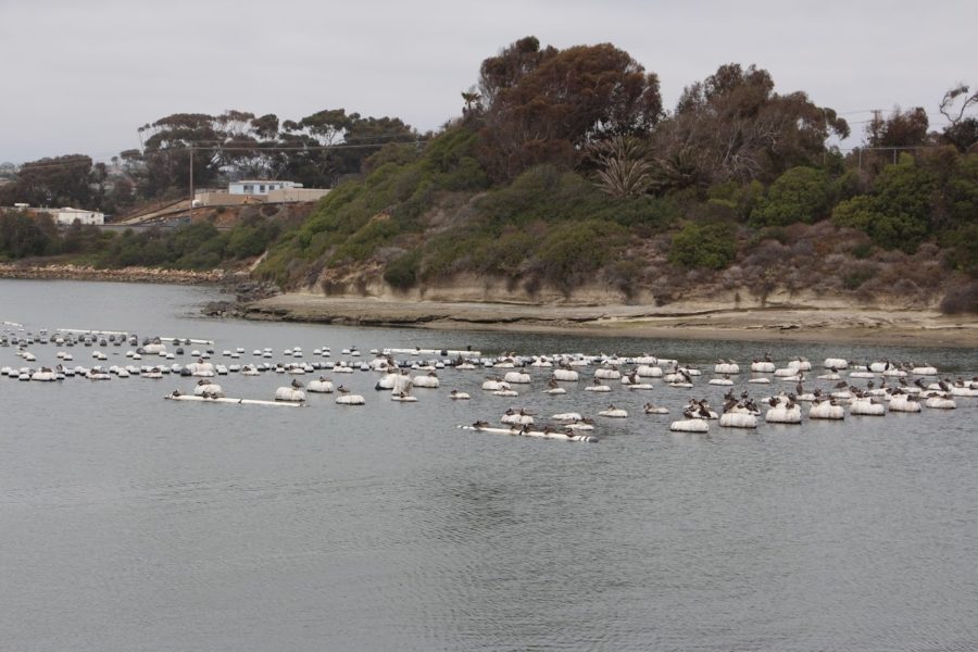 The Carlsbad Aquafarm gives back to local environment The Lancer Link