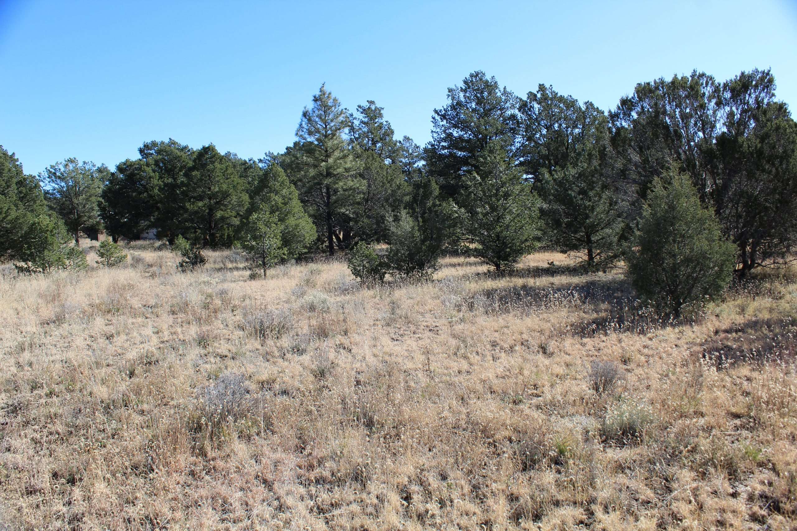 3.4 ACRES IN CANDY KITCHENCIBOLA NMSEASONAL PONDNO RESTRICTIONS