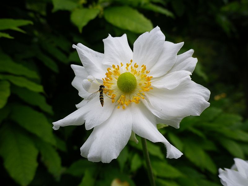 WP images White flowers