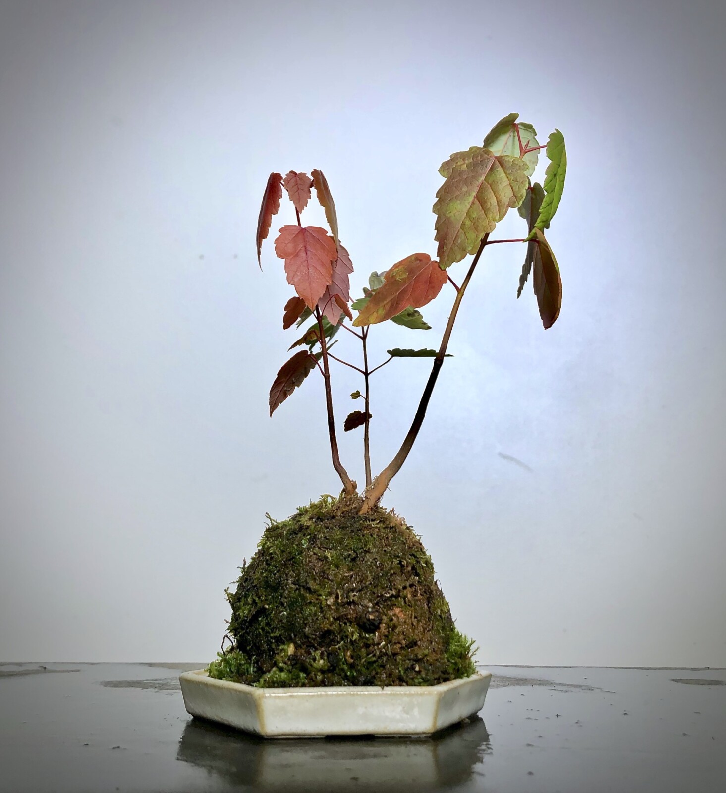Keshiki Bonsai with Danny Coffey in the Canopy at Art Garden