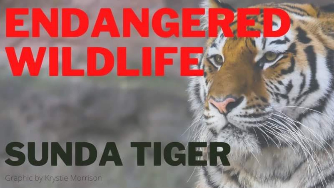 Endangered Wildlife Sunda Tiger The Bridge