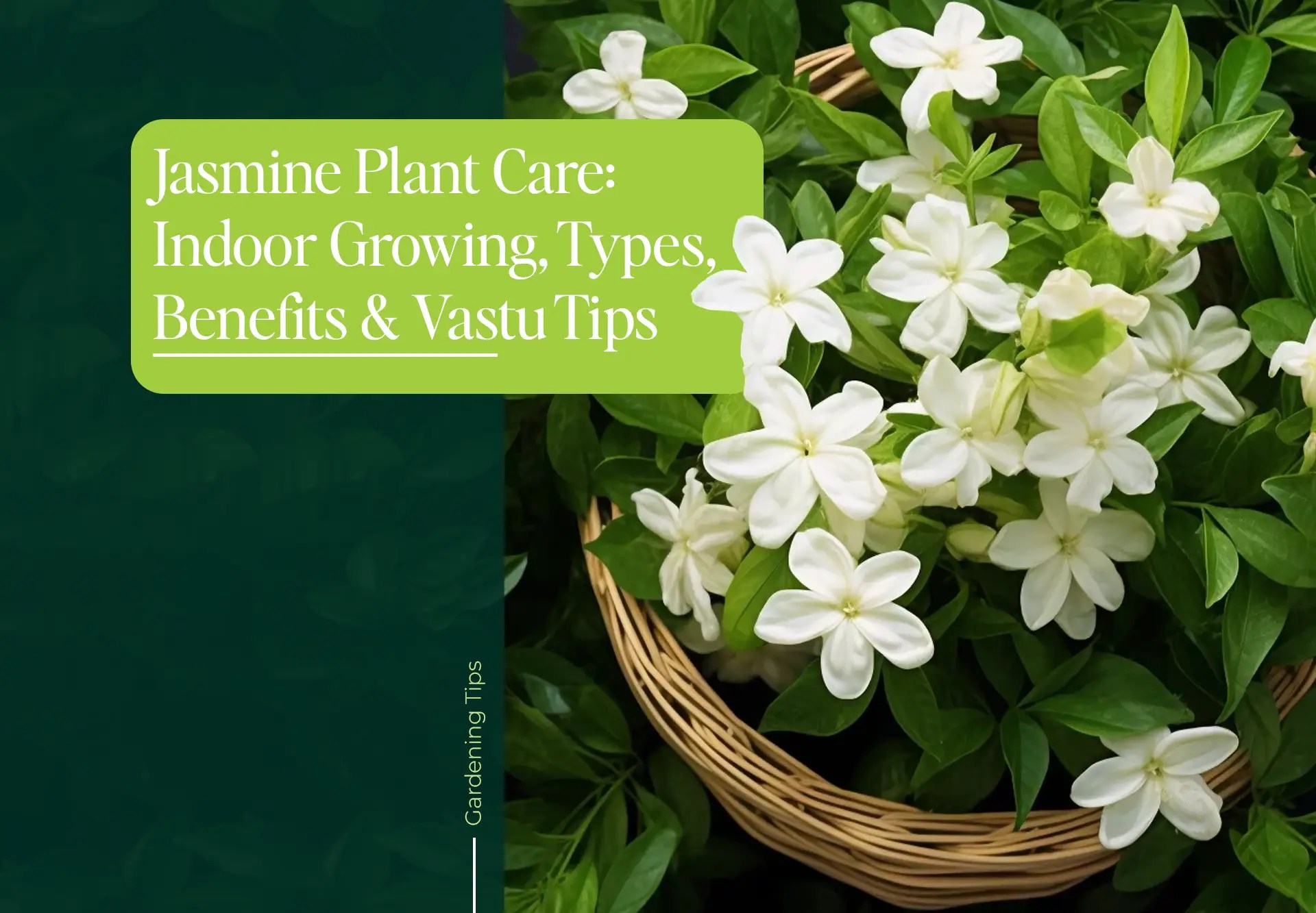 Jasmine Plant Care Indoor Growing, Types, Benefits & Vastu Tips