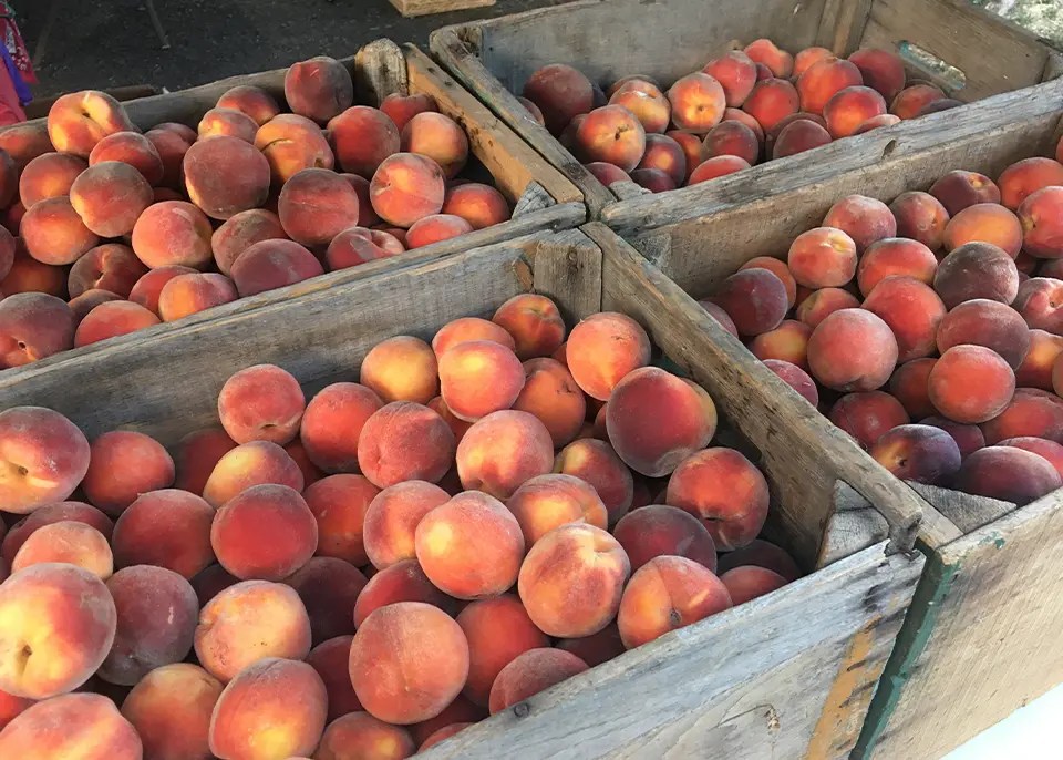 Arbol Farmers Market