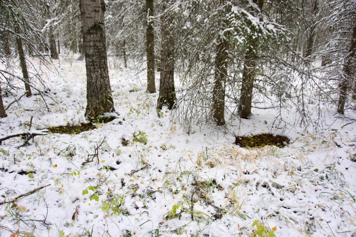 whitetail deer The Lens and I