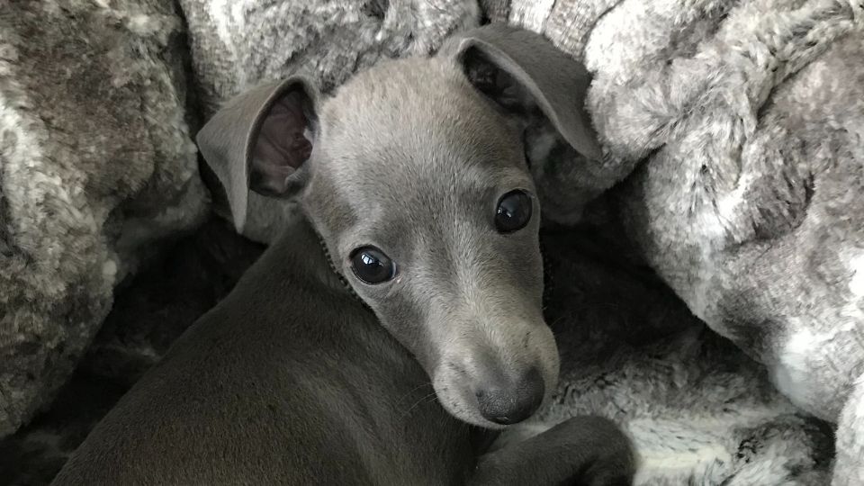 Potty Training for Italian Greyhounds 5 Tips (Easy & Fast)