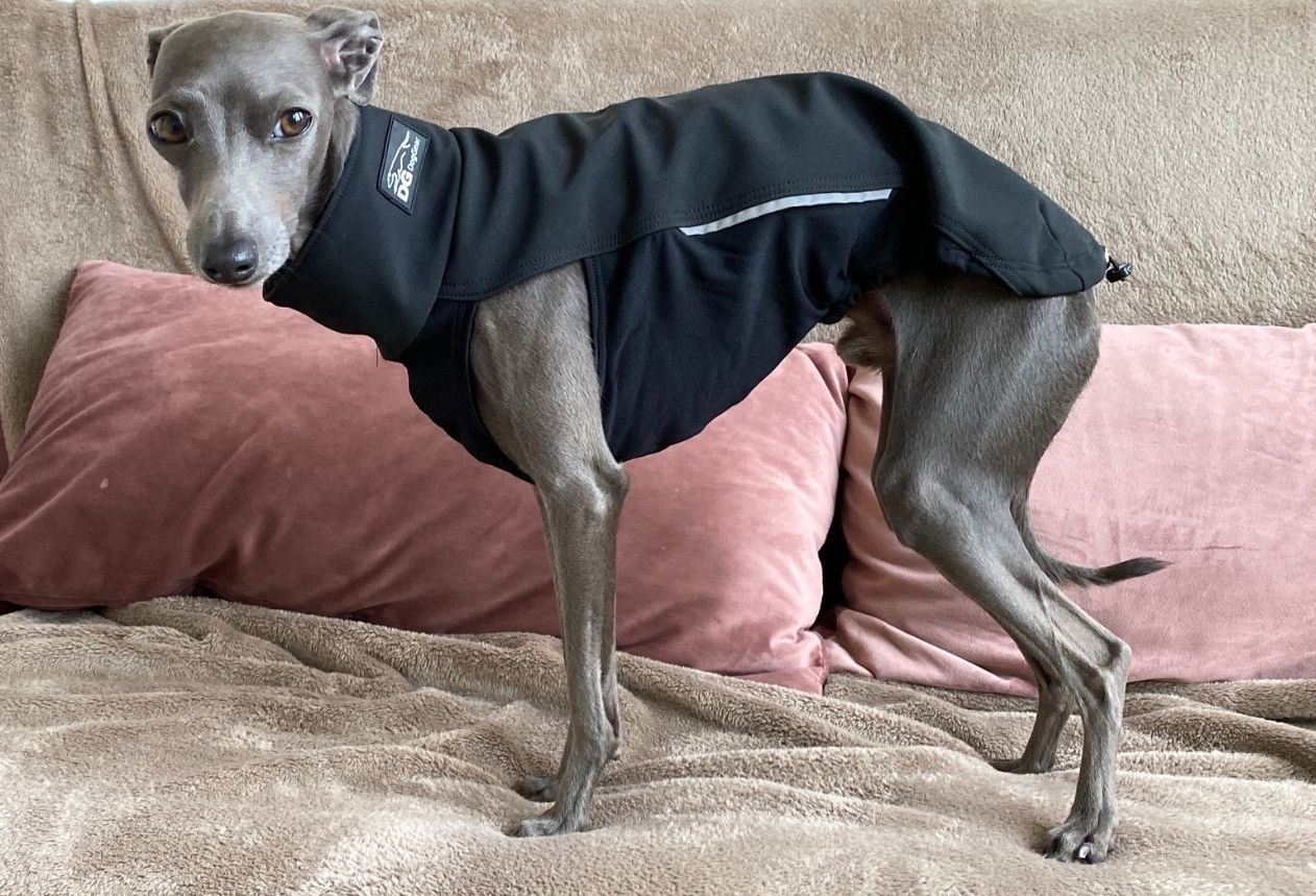 Do Italian Greyhounds Really Need Clothes?