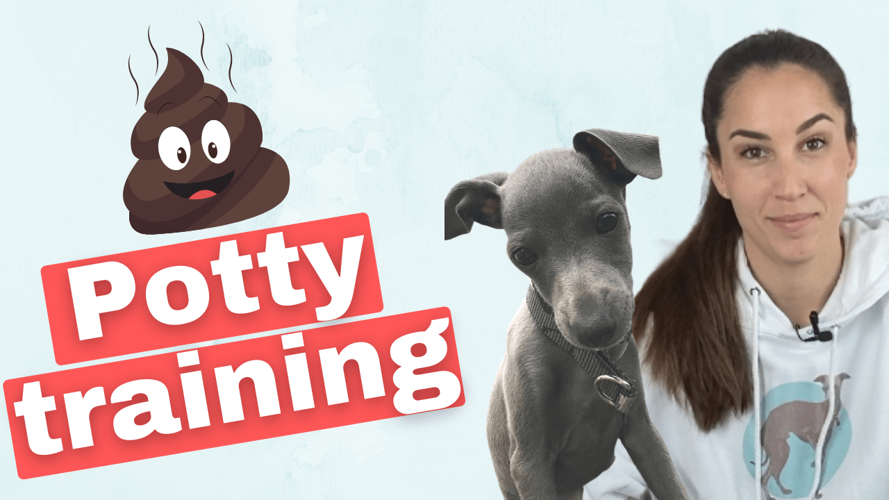Potty Training for Italian Greyhounds 5 Tips (Easy & Fast)