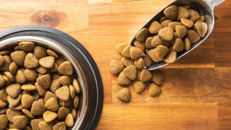 What’s the Best Dog Food For Italian Greyhounds?