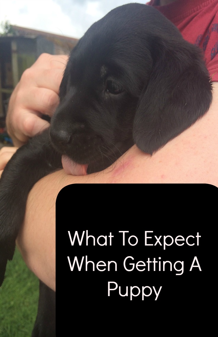 What To Expect When Getting A Puppy The Life Of Spicers