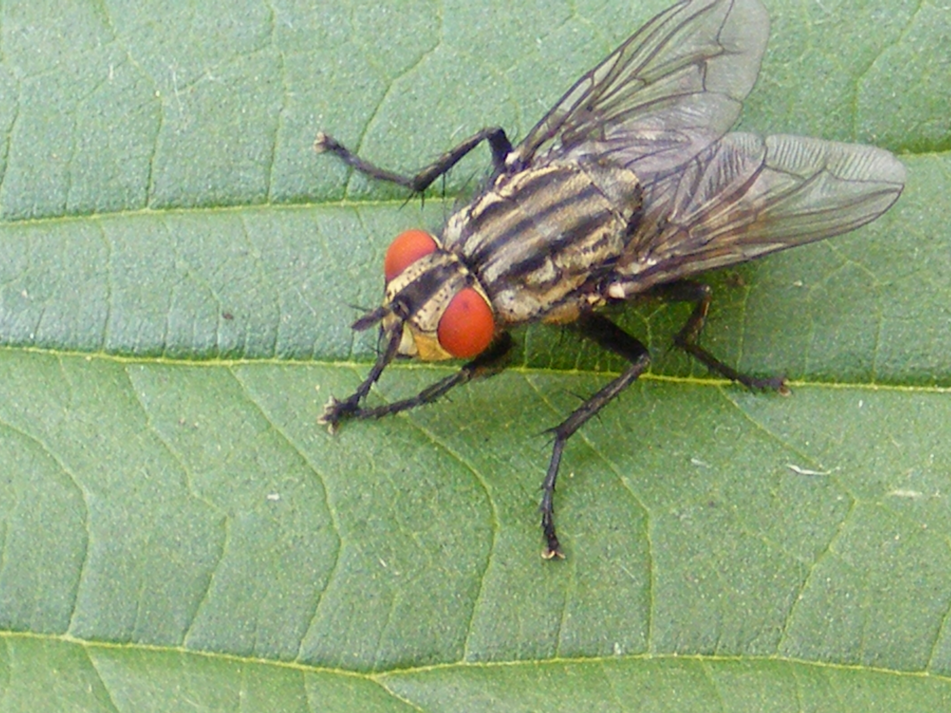 Random Insect Flesh fly The Life of Your Time