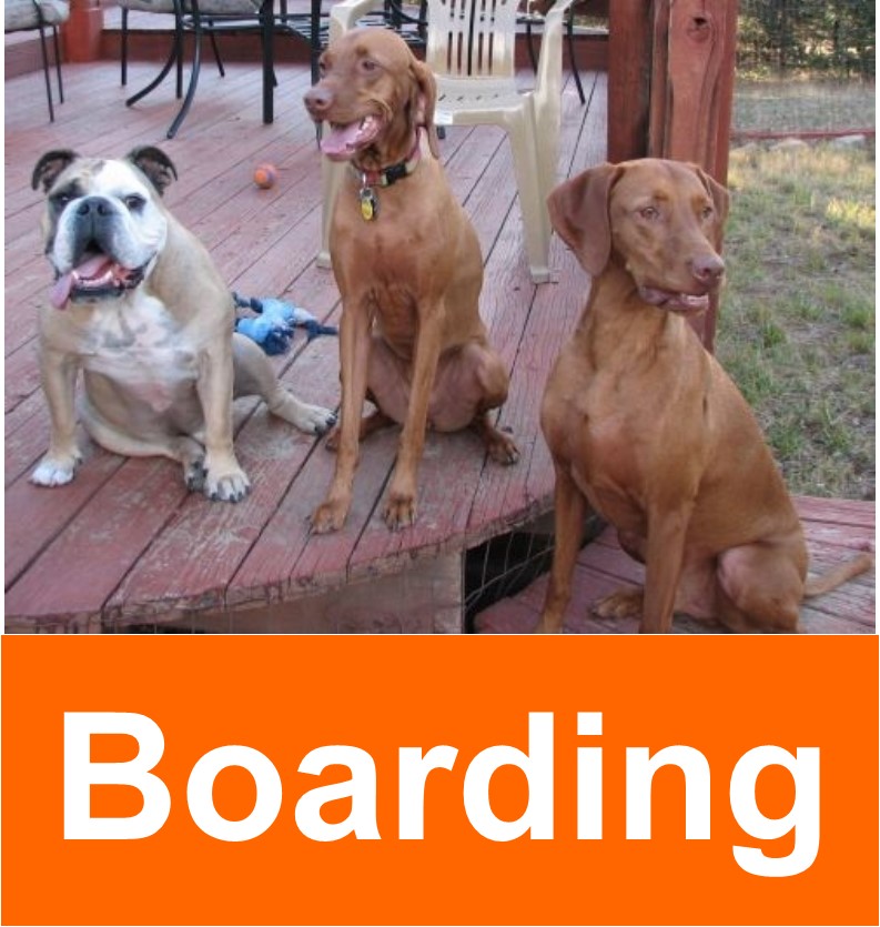 What does it mean to give your dog “a job”?