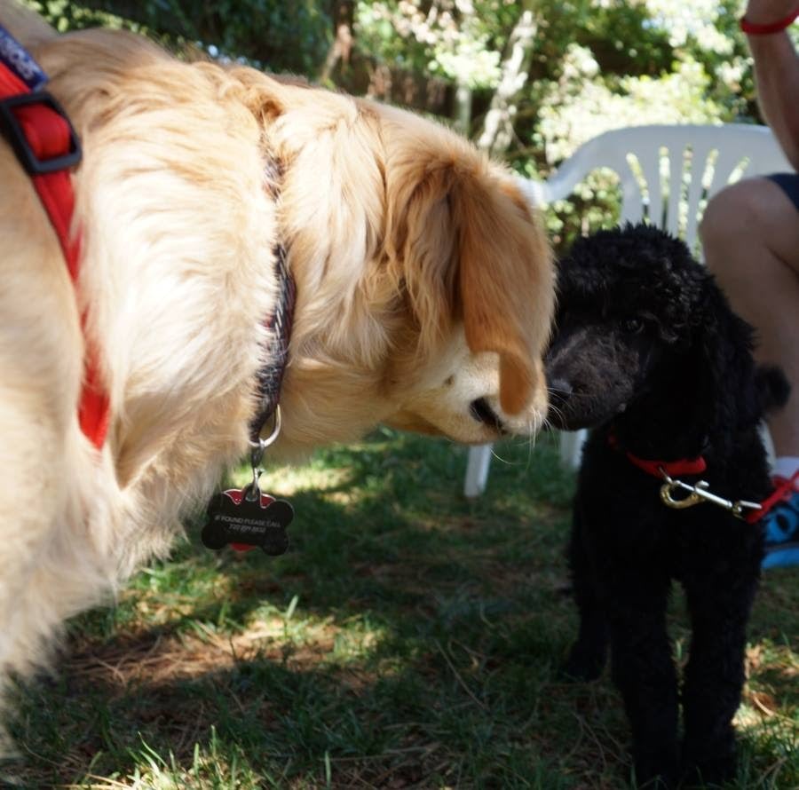 Should dogs greet other dogs when on leash? The Light Of Dog