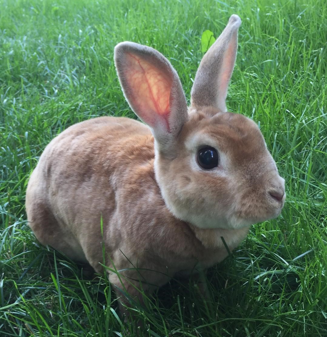 About our Toronto exotic animal clinic