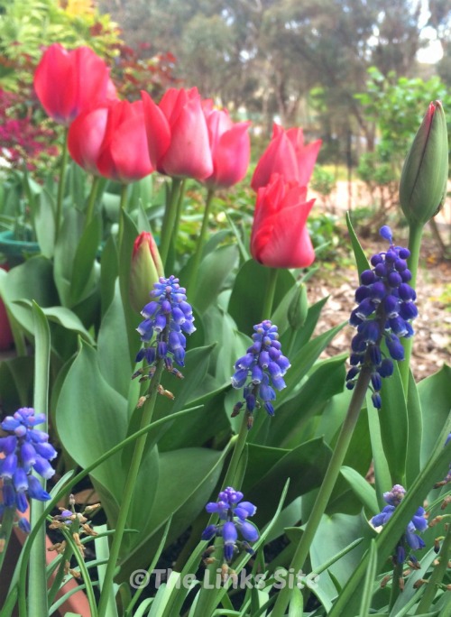 Growing Bulbs in Containers - The Links Site