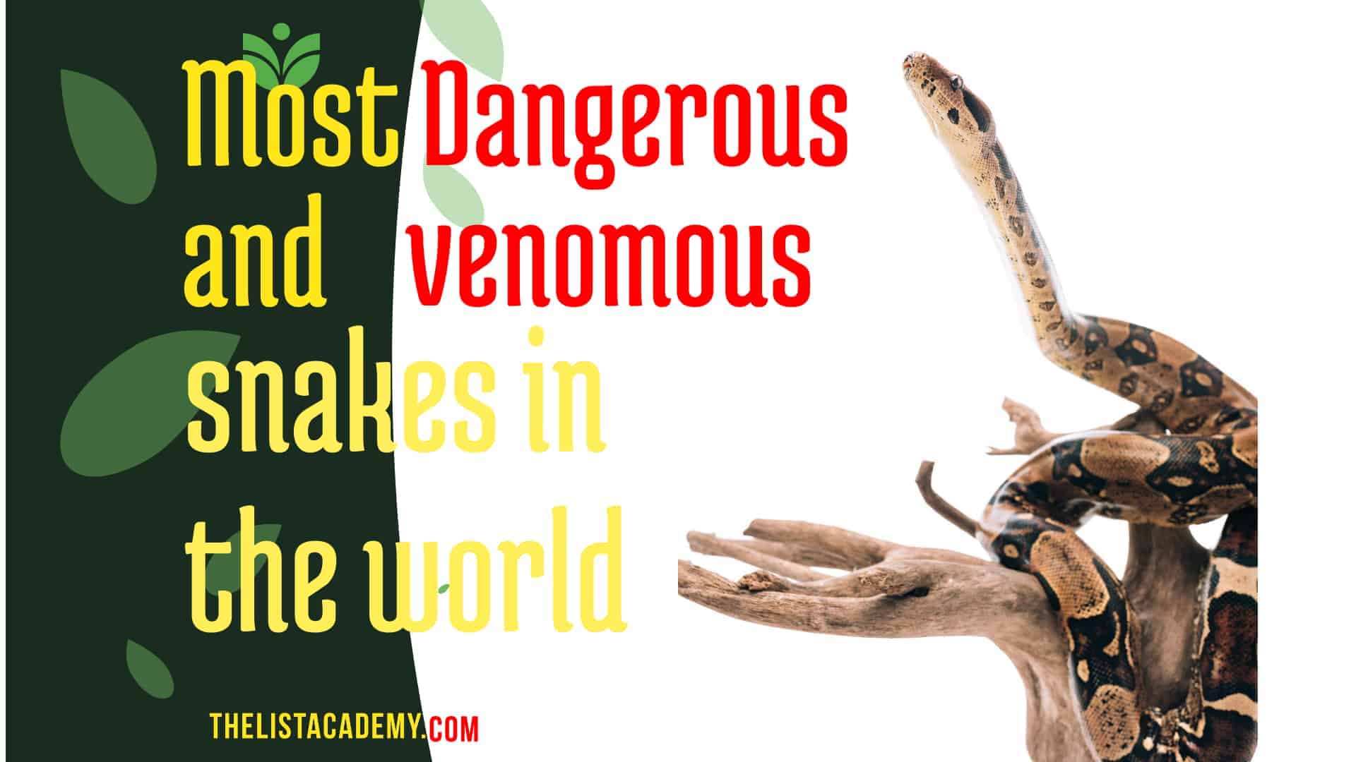 17 Most Dangerous and venomous snakes in the world