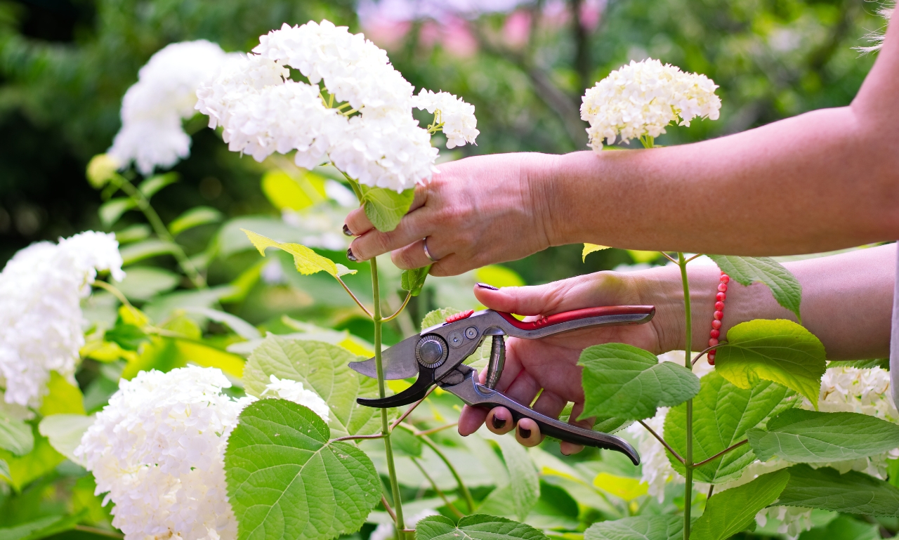 How to Prune Hydrangeas in Spring, Summer, Fall, and Winter Cutting