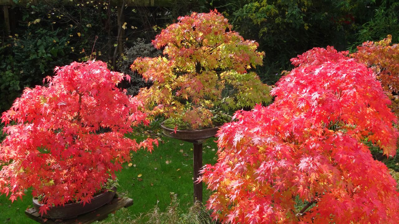 Repotting Japanese Maple Trees When, Where, How to Repot These Plants