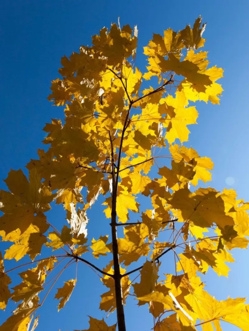 How to Transplant A Maple Tree Expert Tips for Moving and Caring for