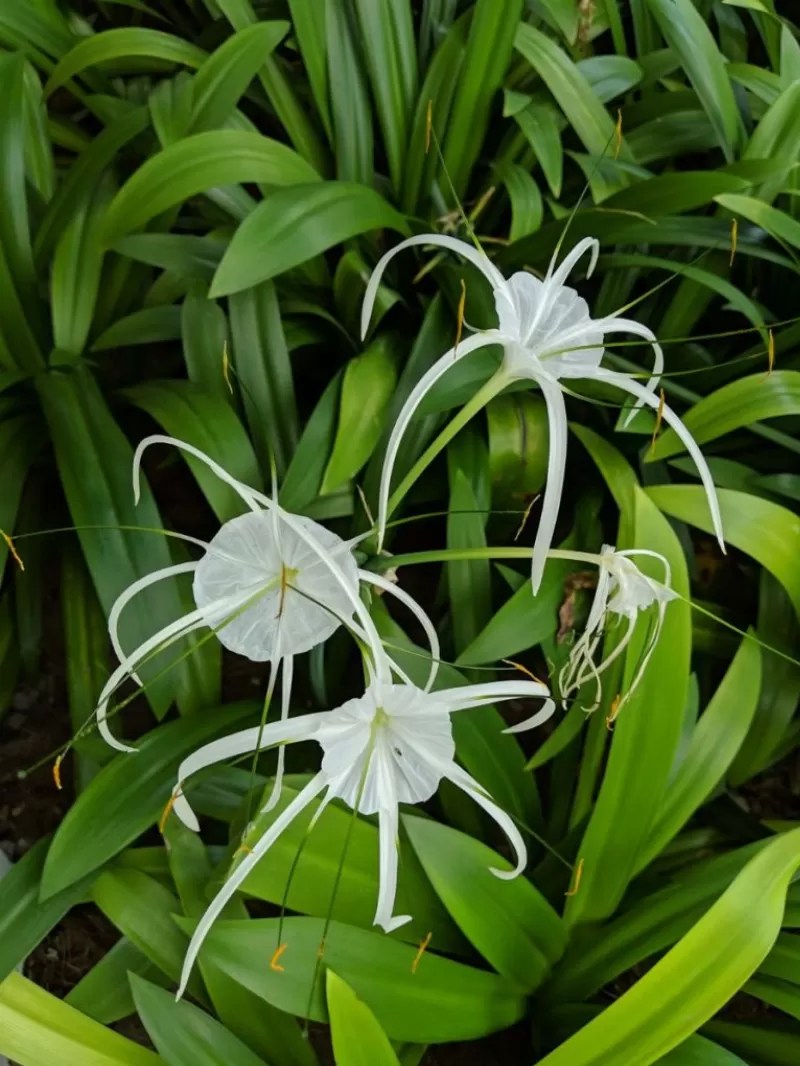 Why Lily Buds Not Opening? Unveiling the Mystery of Reluctant Blooms