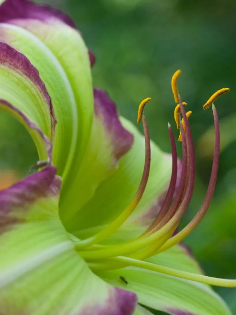 Why Lily Buds Not Opening? Unveiling the Mystery of Reluctant Blooms
