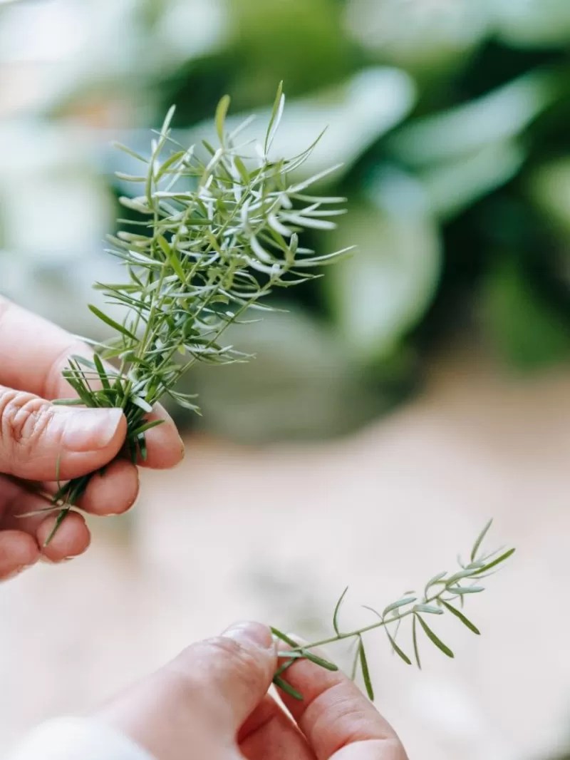 Why is My Rosemary Dying? 14 Common Reasons and Solutions The Little
