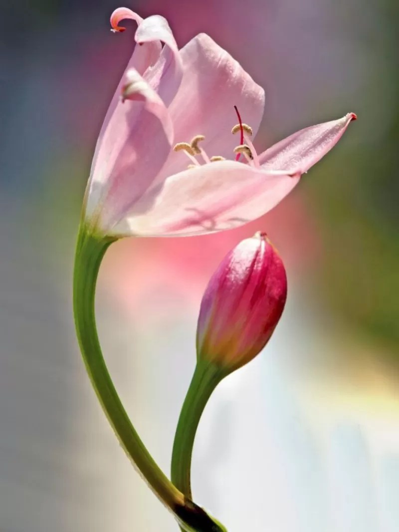 Why Lily Buds Not Opening? Unveiling the Mystery of Reluctant Blooms