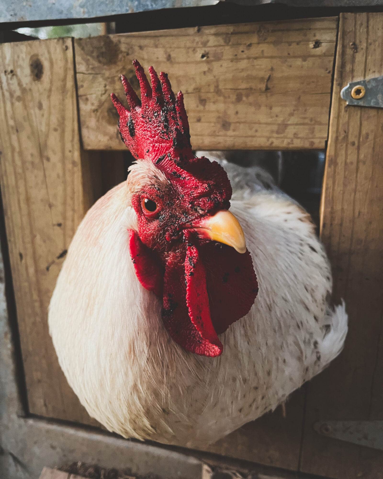 How To Deal With a Bully Chicken The Little Modern Farm