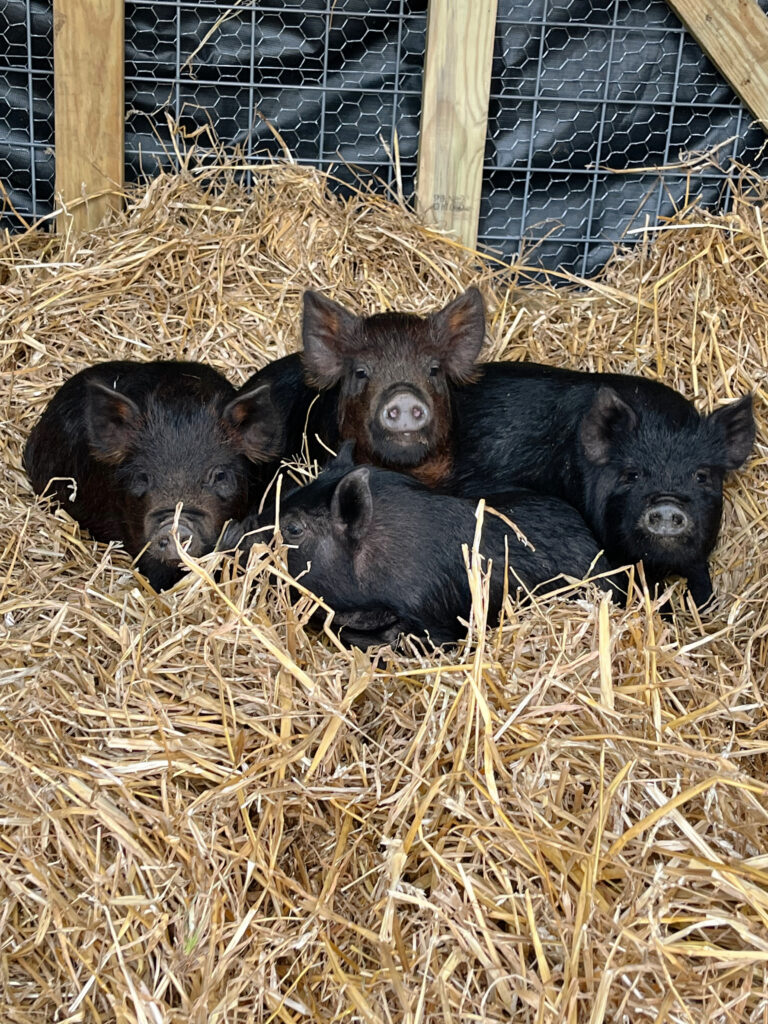 Best Pig Breeds For The Farm The Little Modern Farm