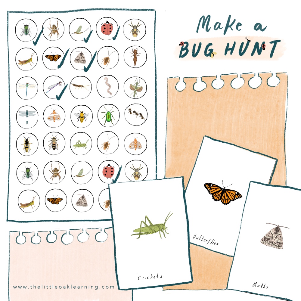 Five Outdoor Activities Studying Insects Showit Blog