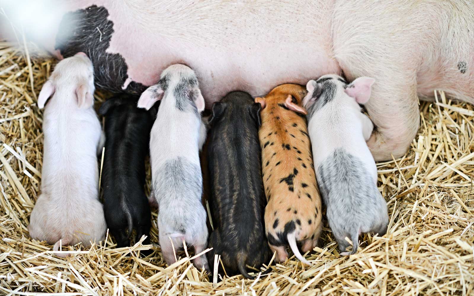 Piglet Colours The Little Pig Pen