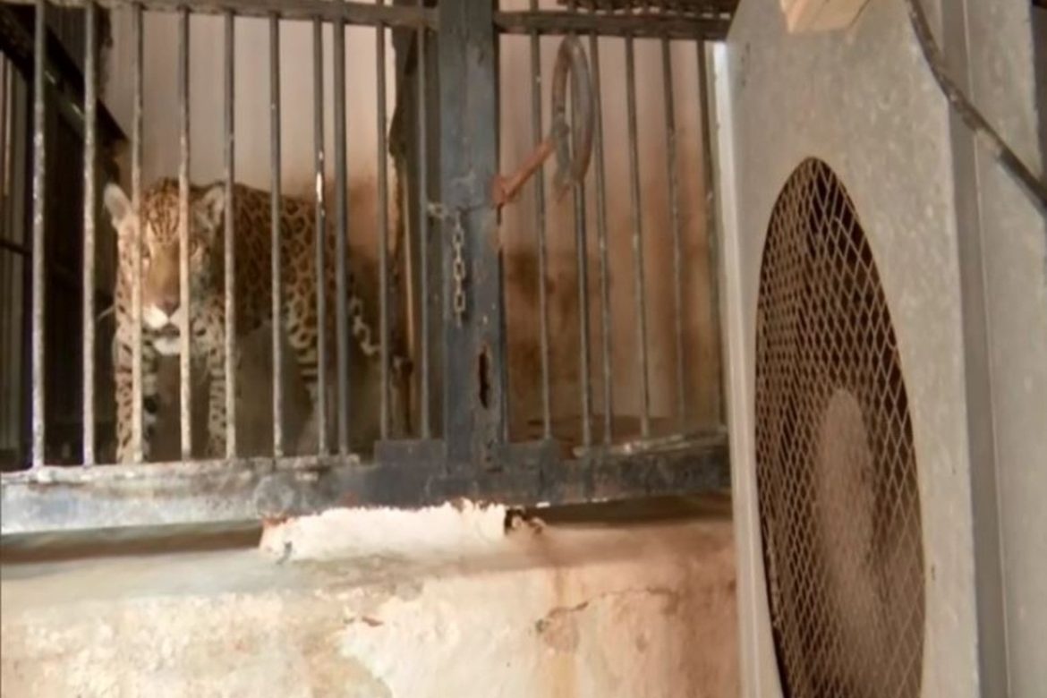 Coolers installed for animals in Ahmedabad Zoo to protect them from scorching heat The Live