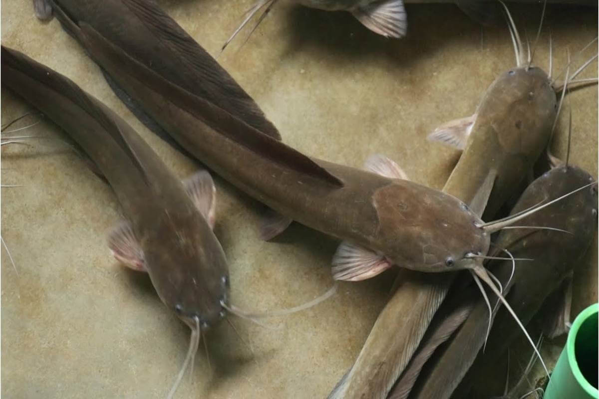 In spite of ban,catfish still available in market The Live Nagpur