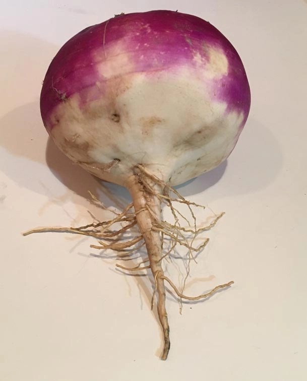 Turnip Roots and Marketing Magic The Local Crowd Cooperative