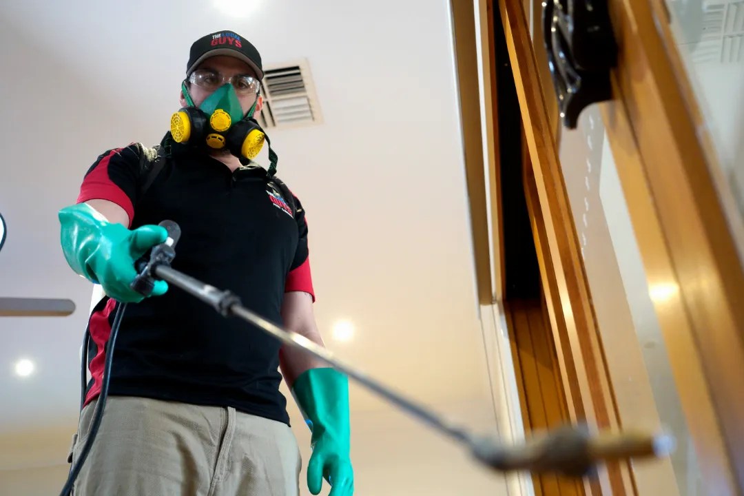 Pest Control Inspection Brisbane The Local Guys