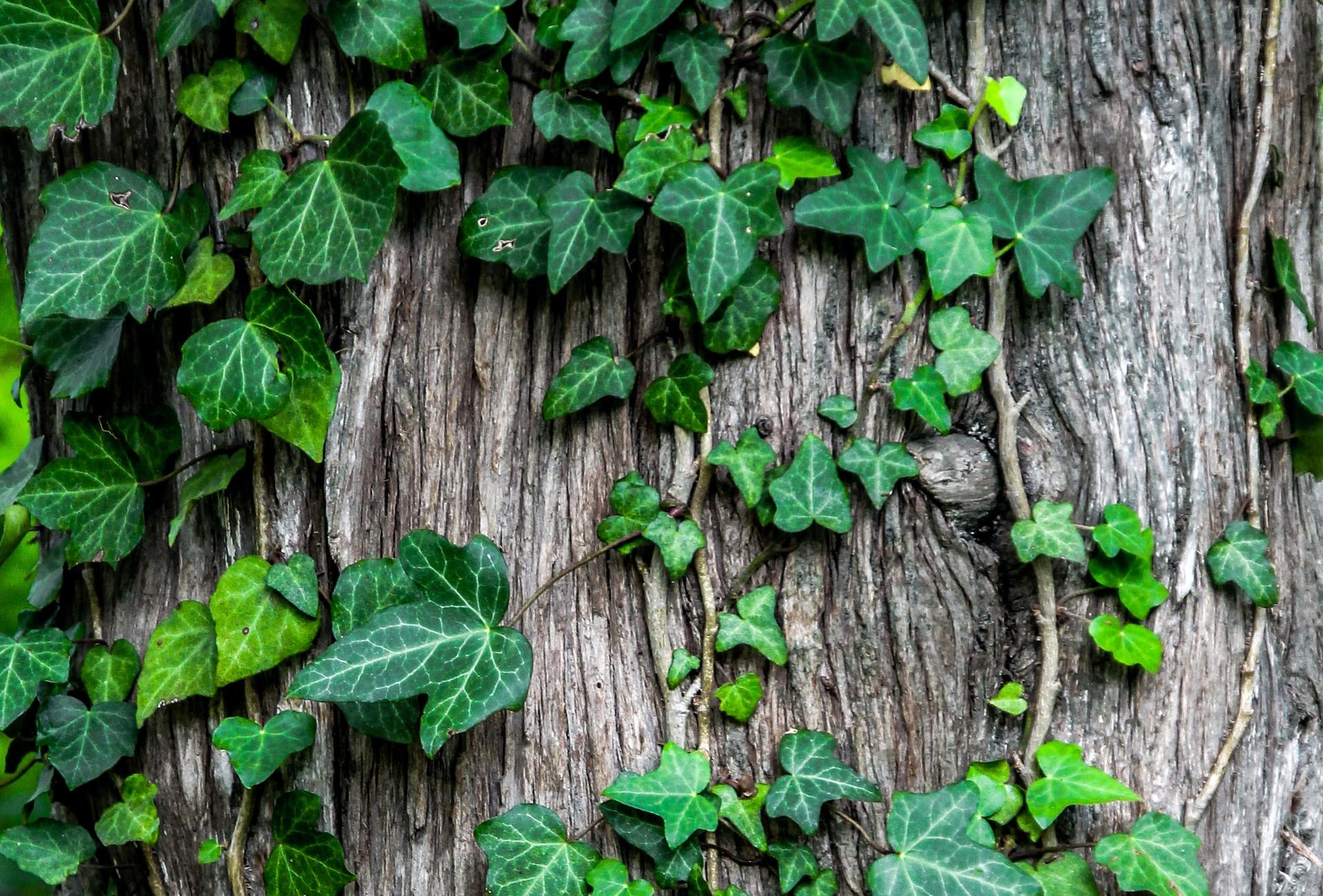 Conservation Commission Discusses Environmental Challenges and