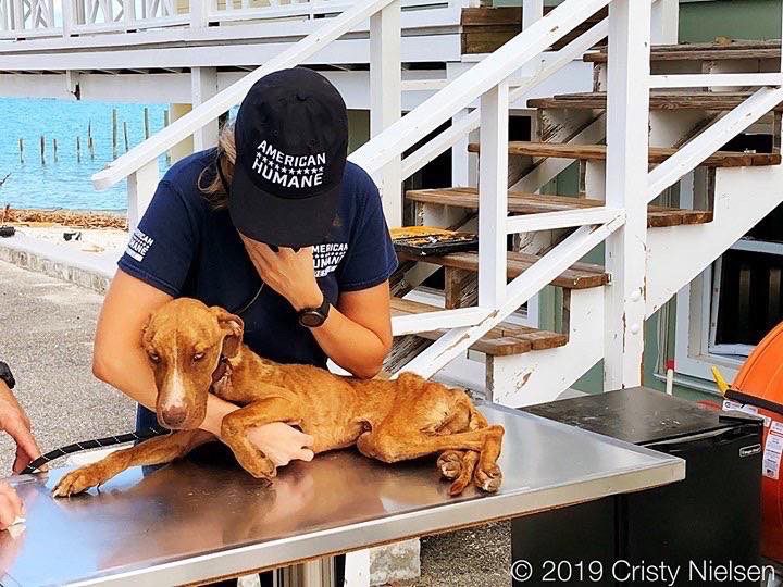 Bringing a Dog Home Things to Consider The Local Moms Network TLMN