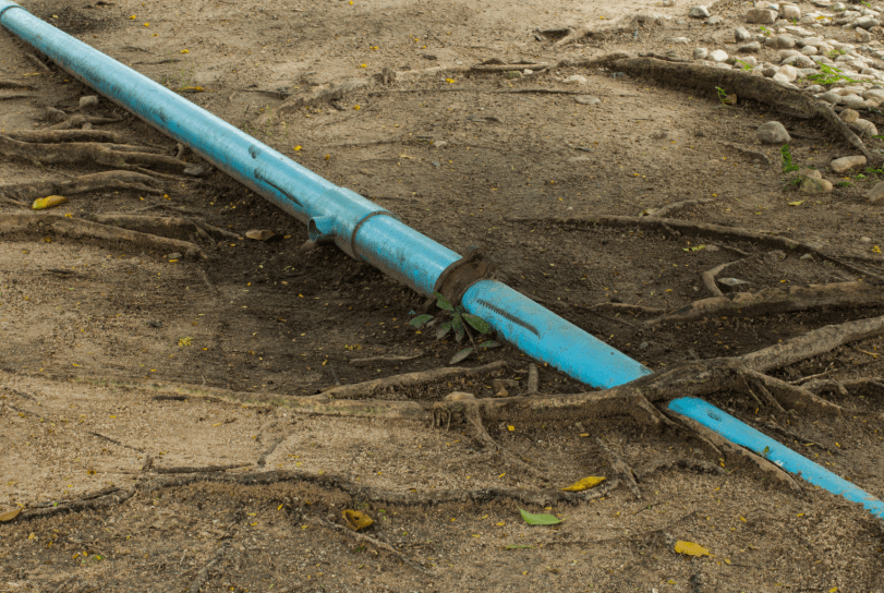 9 Signs Of Tree Roots In Your Drains & How To Fix? The Local Plumber