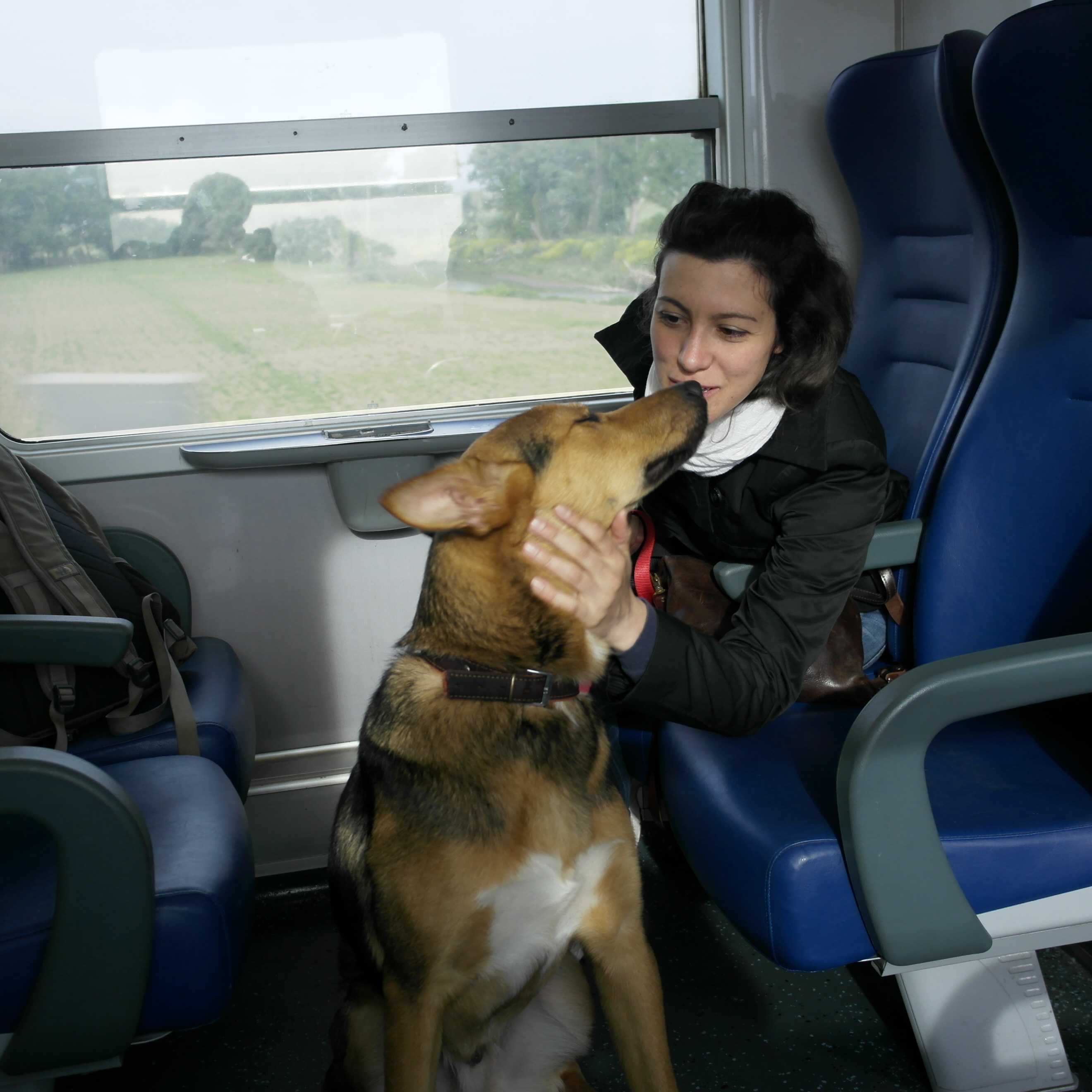 Can Dogs Travel On Tgv Trains