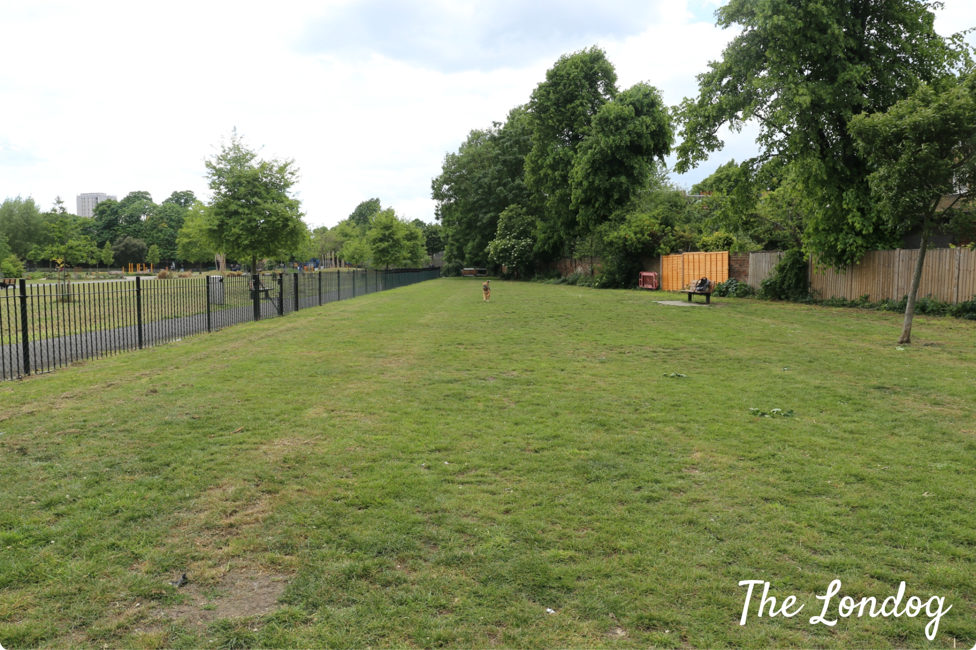 South London (fully enclosed) dog parks the ultimate guide The Londog