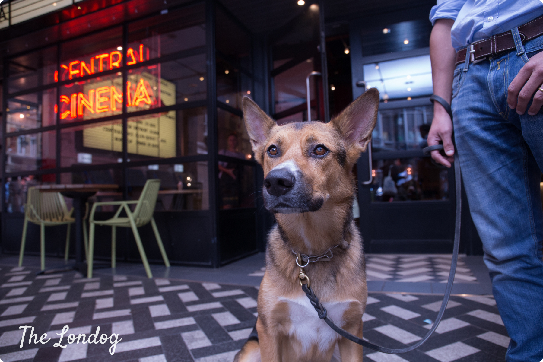 DogFriendly Cinema Screening at Picturehouse Central a review The