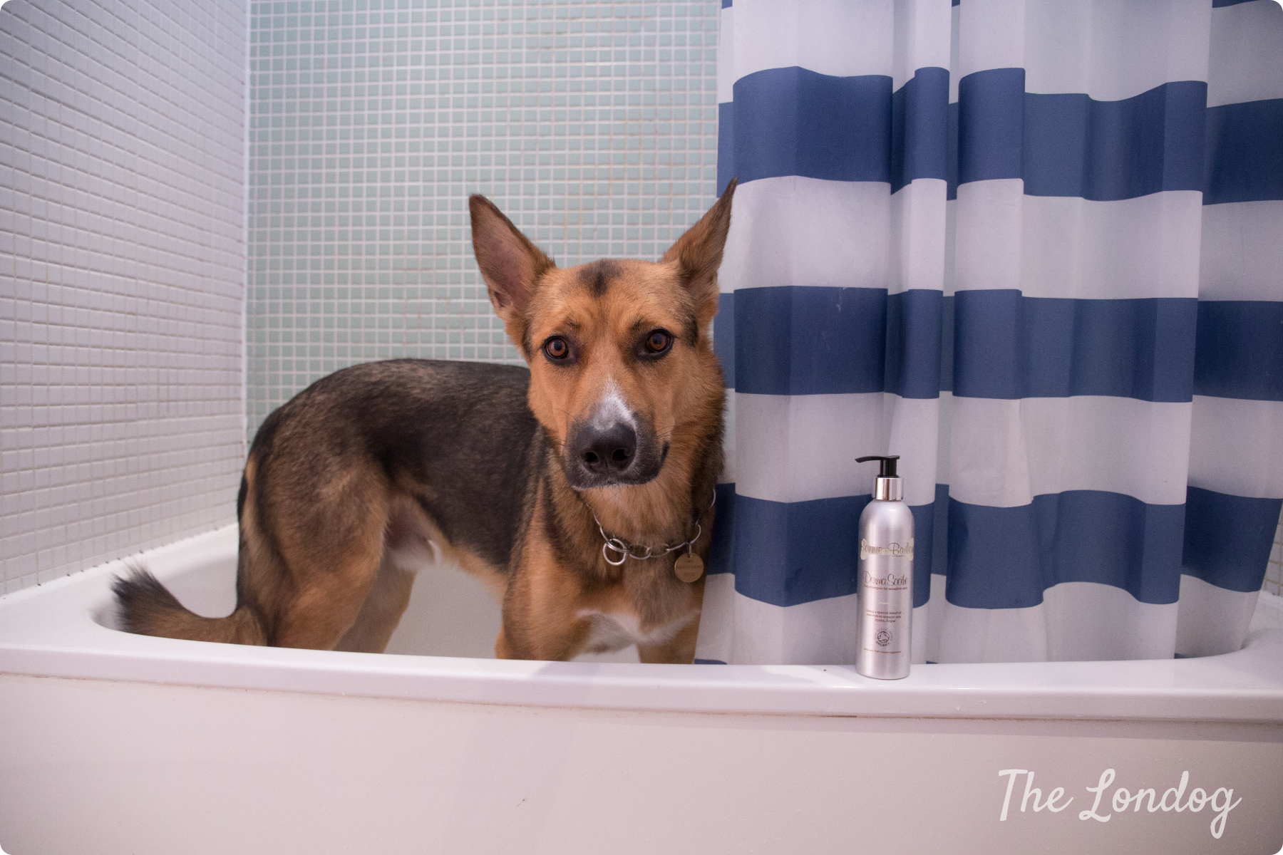 Dog bath games & Bonnie and Bailey organic dog shampoo test The Londog