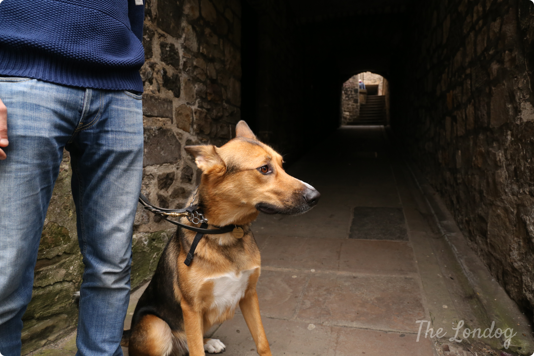 Tips for Trips Edinburgh DogFriendly, Our Review The Londog