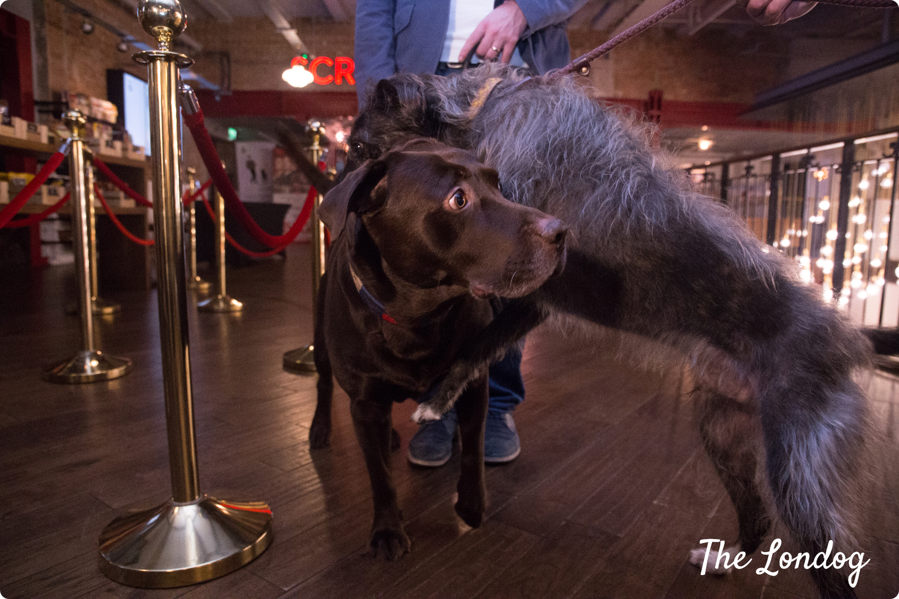 Dogfriendly Cinema Preview Screening of "Isle of Dogs" Picturehouse