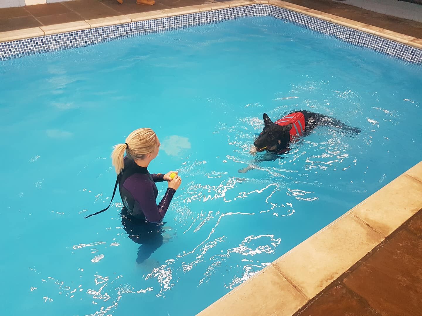 A Guide to Dogfriendly Indoor Swimming Pools around London The Londog