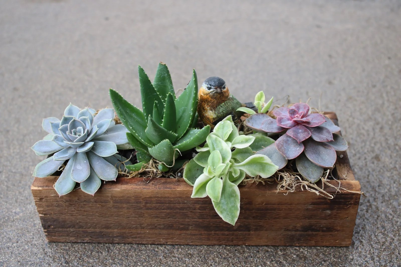 Succulent Planter Box with Plantscapes by Design