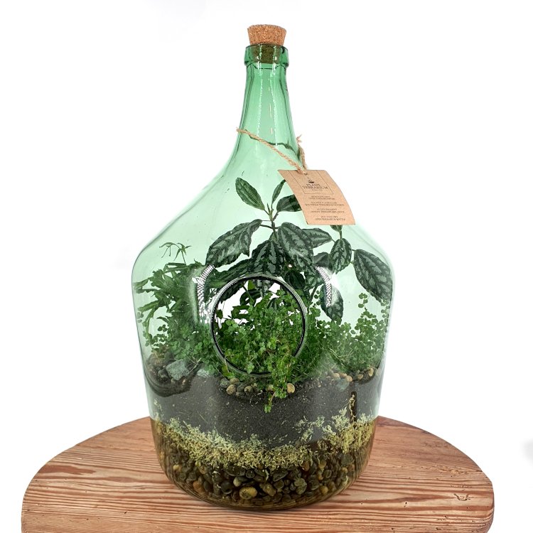 Glass Bottle Terrarium 15L The Lost Flower Shed Plant Shop