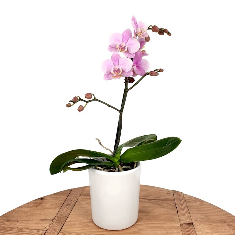 Mini Orchid Plant The Lost Flower Shed Auckland Flower Delivery